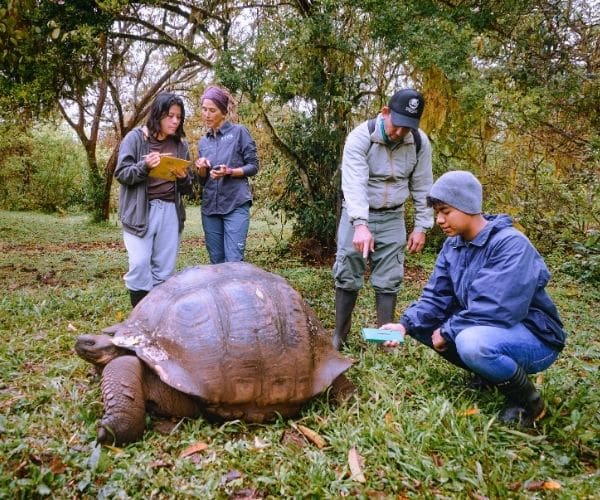 Giant Tortoises_2
