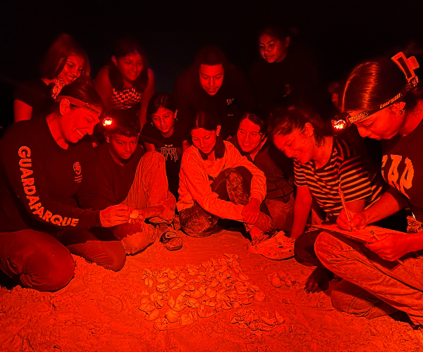 Marine Turtle Nest Protection _2